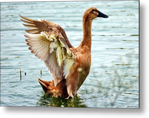 Gibson Ranch Metal Print featuring the photograph Spread Your Wings by Christina Ochsner