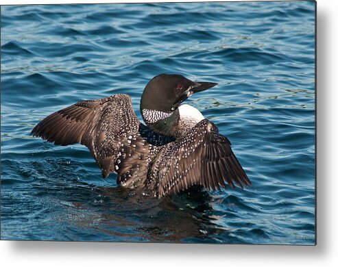 Birds Metal Print featuring the photograph Spreading My Wings by Brenda Jacobs