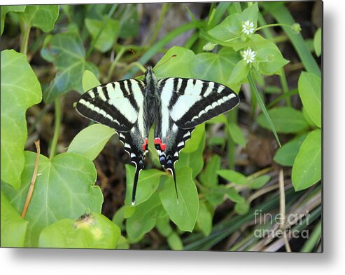 Spring Metal Print featuring the photograph Spring Beauty by Wendy Coulson