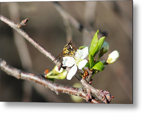 Spring Metal Print featuring the photograph Spring Bee on Apple Tree Blossom by Ryan Crouse