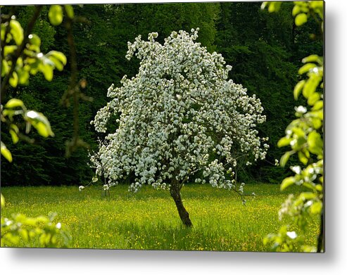 Spring Metal Print featuring the photograph Spring - blooming apple tree and green meadow by Matthias Hauser