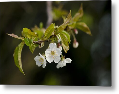 Branch Metal Print featuring the photograph Spring Blossom by Spikey Mouse Photography