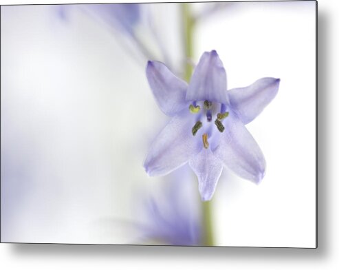 Blue Bell Metal Print featuring the photograph Spring Bluebells by Carol Leigh