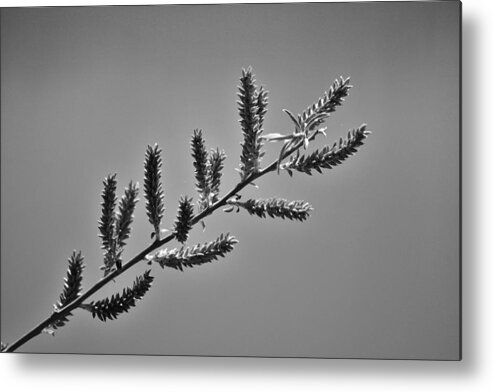 Spring Metal Print featuring the photograph Spring buds by Lisa Kane