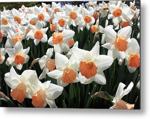 Daffodils Metal Print featuring the photograph Spring Daffodils by Mary Haber