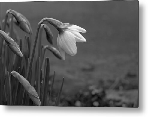 Flowers Metal Print featuring the photograph Spring Daffodils by Ron Roberts