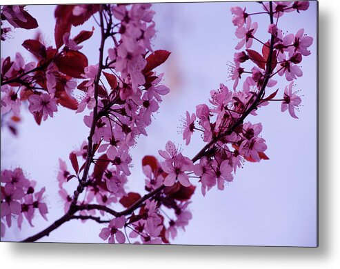 Blooming Metal Print featuring the photograph Spring Fruit Tree Blossoms by Tikvah's Hope