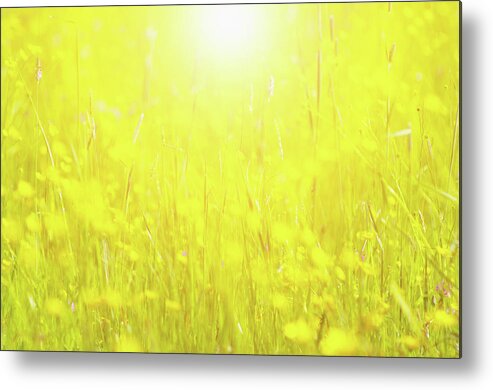 Tranquility Metal Print featuring the photograph Spring Growth by Rolfo Rolf Brenner