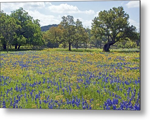 Yellow Metal Print featuring the photograph Spring in the Texas Hill Country by Gary Holmes