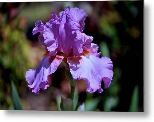 Purple Iris Metal Print featuring the photograph Spring Iris In Bloom by Kristina Deane