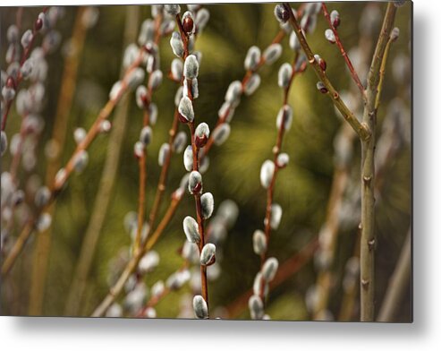 Pussy Willows Metal Print featuring the photograph Spring is Springing by Thomas Young