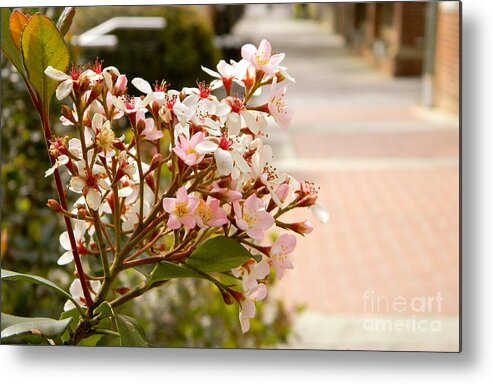 Flower Metal Print featuring the photograph Spring on the Street by Andrea Anderegg