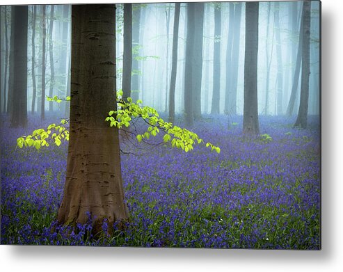 Bluebells Metal Print featuring the photograph Spring........... by Piet Haaksma