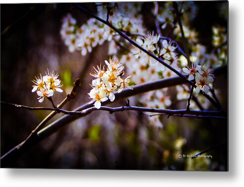 Spring Buds Metal Print featuring the photograph Spring Returns 2 by Al Griffin