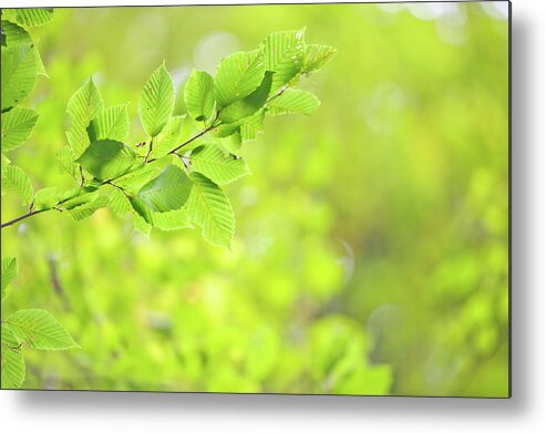 Environmental Conservation Metal Print featuring the photograph Spring Time by Cunfek