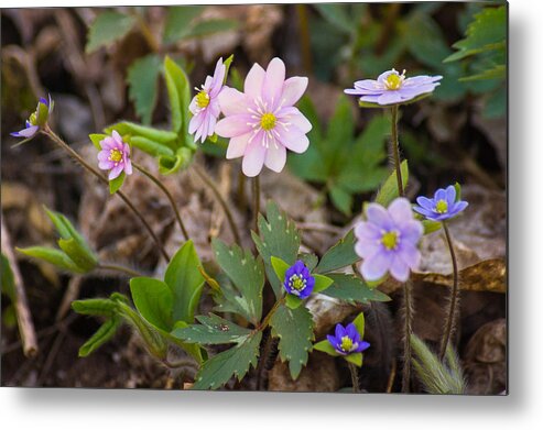 Wildflower Metal Print featuring the photograph Spring Variety Show by Bill Pevlor