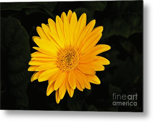 Spring Metal Print featuring the photograph Spring by William Norton