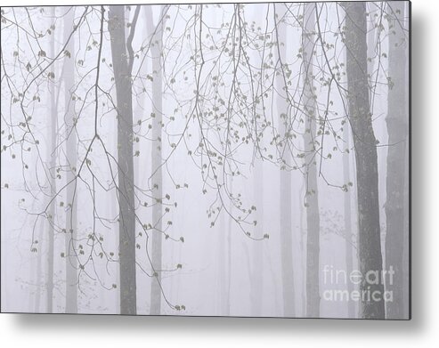 Spring Metal Print featuring the photograph Spring Woodland Fog 2 by Alan L Graham