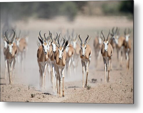 Africa Metal Print featuring the photograph Springbuck Herd Moving To A Waterhole by Tony Camacho