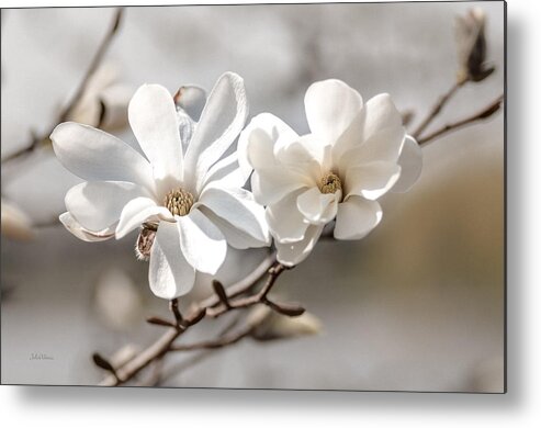 Magnolia Metal Print featuring the photograph Springtime Magnolia Bloom by Julie Palencia