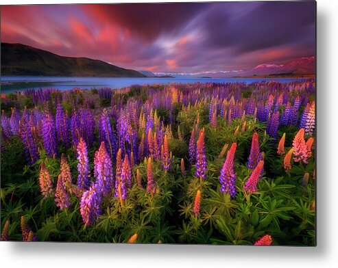 Lupines Metal Print featuring the photograph Springtime Rush by Patrick Marson Ong