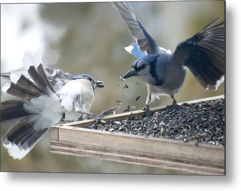 Birds Metal Print featuring the photograph Squabbling Jays by Ross Powell