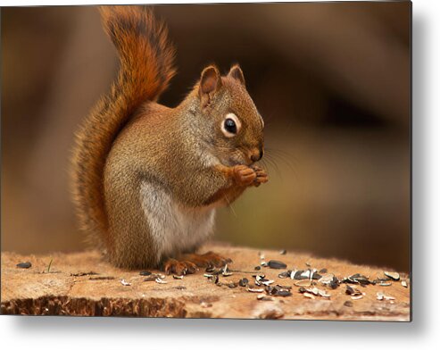 Squirrel Metal Print featuring the photograph Squirrel eating by Josef Pittner