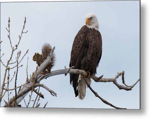 Eagle Metal Print featuring the photograph Squirrel Gets Perilously Close to a Bald Eagle by Tony Hake
