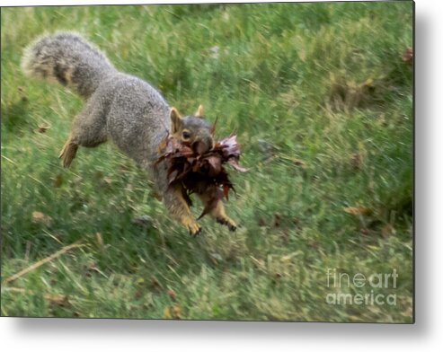 Squirrel Metal Print featuring the photograph Squirrel Nest Bulding by Robert Bales