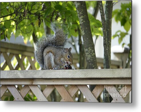 Squirrel Metal Print featuring the photograph Squirrel on the Backyard Fence by John Mitchell