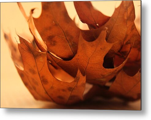 Kelly Metal Print featuring the photograph Stack of Brown Leaves in Color by Kelly Hazel