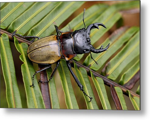 Feb0514 Metal Print featuring the photograph Stag Beetle Malaysia by Hiroya Minakuchi