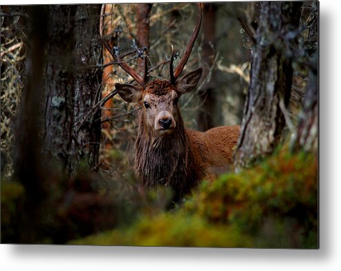 Stag In The Woods Metal Print featuring the photograph Stag in the woods by Gavin Macrae