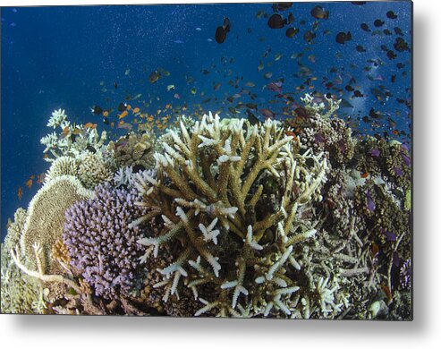 Pete Oxford Metal Print featuring the photograph Staghorn Coral And Fish Koro Island Fiji by Pete Oxford