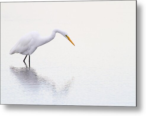 Egret Metal Print featuring the photograph Stalking Egret by Karol Livote