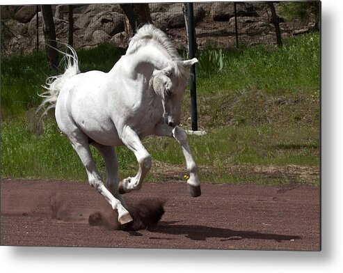 Stallion Metal Print featuring the photograph Stallion by Wes and Dotty Weber