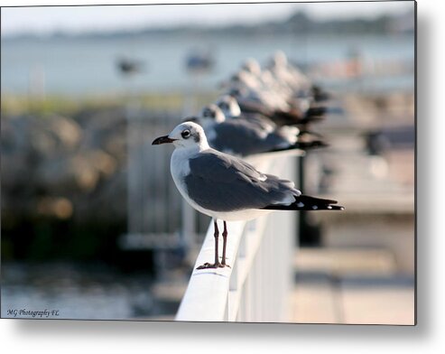 Seagull Metal Print featuring the photograph Standing Out by Marty Gayler