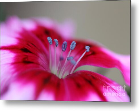 Sweet William Metal Print featuring the photograph Standing tall Sweet William by Joy Watson