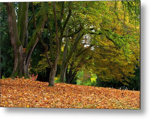 Attraction Metal Print featuring the photograph Stanley Park Fall Foliage by Michael Russell