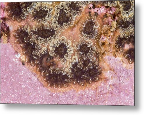 Star Tunicate Metal Print featuring the photograph Star Tunicate by Andrew J. Martinez
