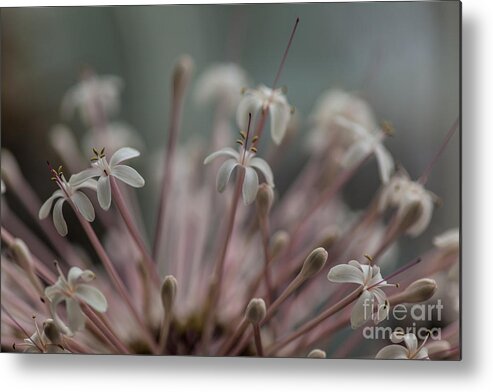 Flower Metal Print featuring the photograph Starburst Flower Explosion by Mike Reid
