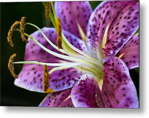 Garden Metal Print featuring the photograph Stargazer Lily by Robert Culver