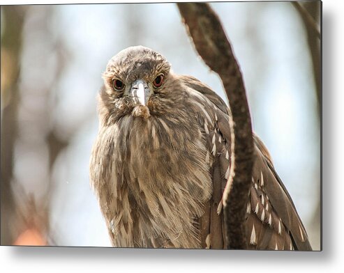 Aves Metal Print featuring the photograph Staring Contest by Jessica Brown