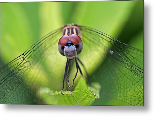 Dragonfly Metal Print featuring the photograph Staring Contest by Juergen Roth