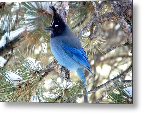 Colorado Metal Print featuring the photograph Steller's Jay Profile by Marilyn Burton