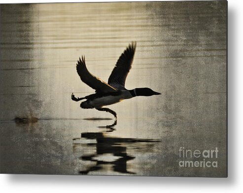 Loon Metal Print featuring the photograph Stepping Up by Jan Killian