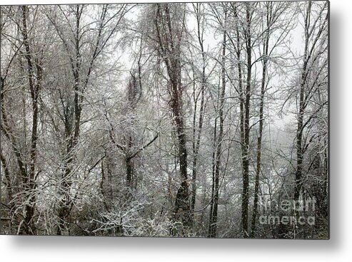 Snow Metal Print featuring the photograph Stillness in Black and White by Margaret Welsh Willowsilk