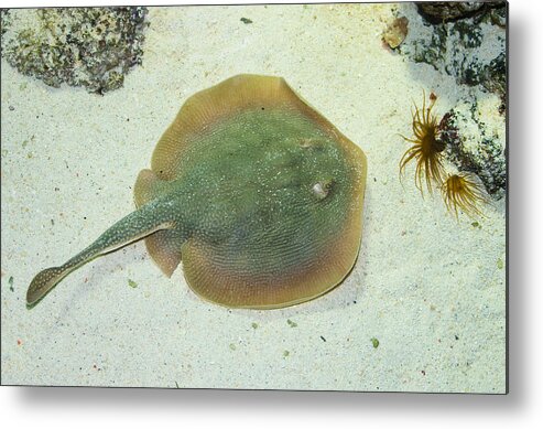 Stingray Metal Print featuring the photograph Stingray by Andreas Berthold