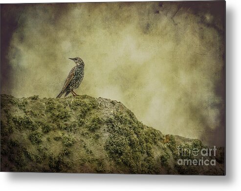 England Metal Print featuring the photograph Stonehenge Birds 3 by Clare Bambers