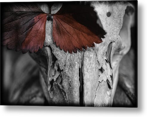 Autumn. Fall Metal Print featuring the photograph Strawberry Leaves by Ronda Broatch